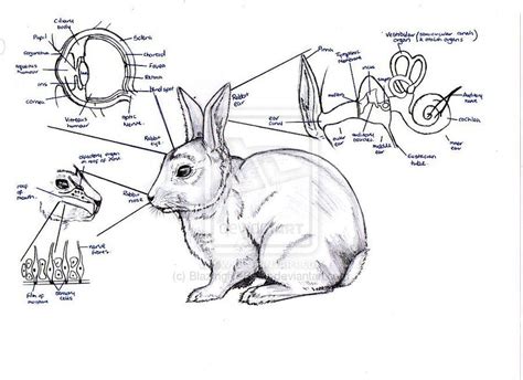 rabbit eye diagram - Google Search | Sketches, Diagram, Humanoid sketch