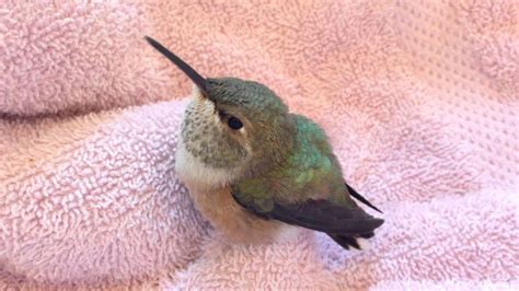 This Little Hummingbird Is Having A Drink Of Water, And It Is So Adorable