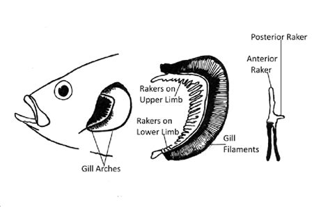 Bony Fish Diagram