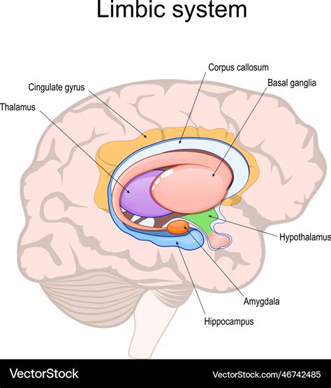 Brain Limbic System Diagram