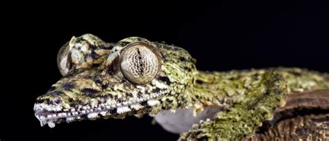 Leaf-Tailed Gecko - A-Z Animals