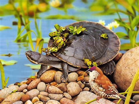 Papel de parede HD para desktop: Animais, Turtles baixar imagem grátis ...