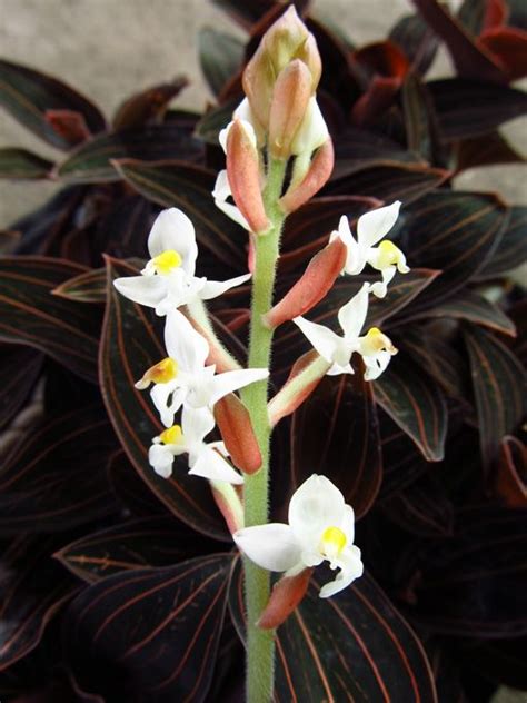 SAHYADRIS: Ludisia discolor | Orchids, Jewel orchid, Types of orchids