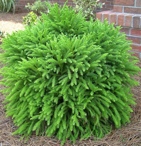 Dwarf cryptomeria, globe. Zones 5-7, full sun to part-shade, 2-3 ft ...