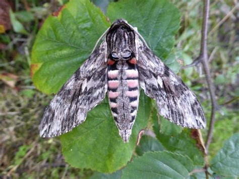 Convolvulus Hawk Moth– Identification, Life Cycle, Facts & Pictures