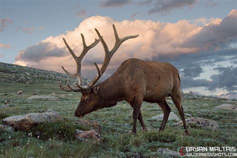 Colorado Wildlife Photography