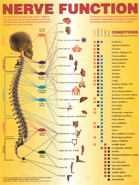 Annual World Spine Day Campaign – Nerve Function Chart