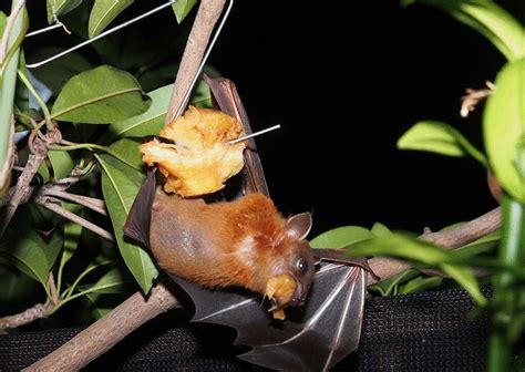 Fruit Bat - The Amazing Flying Nocturnal Species