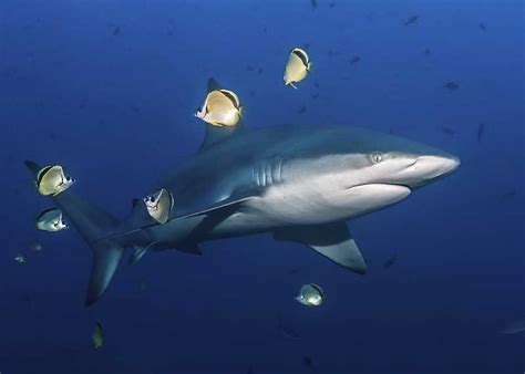 17 Galapagos Shark Facts (Diet, Size, Attacks, Range) | Storyteller Travel