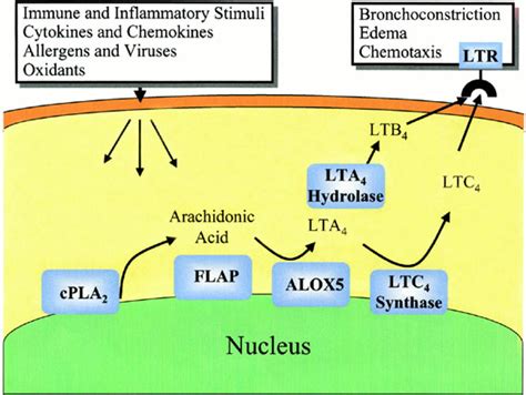 Simplified view of the leukotriene pathway. Multiple enzymes and ...