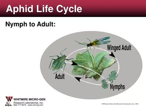 PPT - Aphid Life Cycle PowerPoint Presentation, free download - ID:4177688