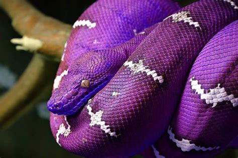 Top 10 Purple animals in the world - Depth World