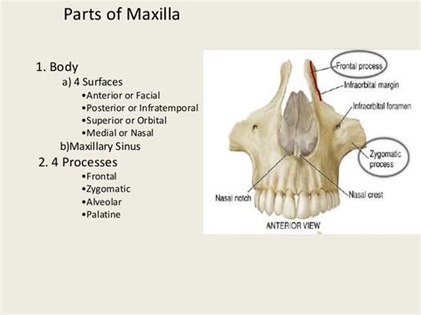 Osteology of Maxilla