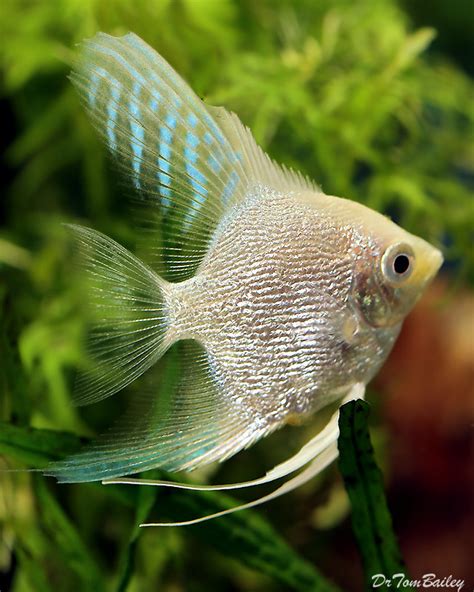 Premium Platinum Pearlscale Angelfish