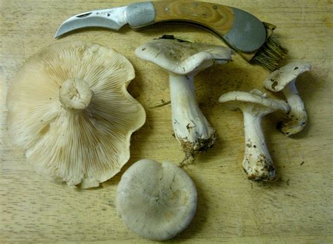 Clouded agaric – identification, distribution, edibility – Galloway ...