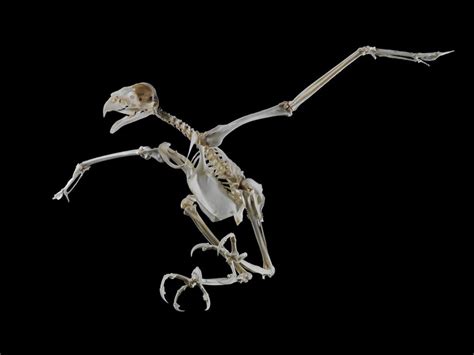 Complete skeleton of a Harris' hawk (Parabuteo unicinctus) | Wellcome ...