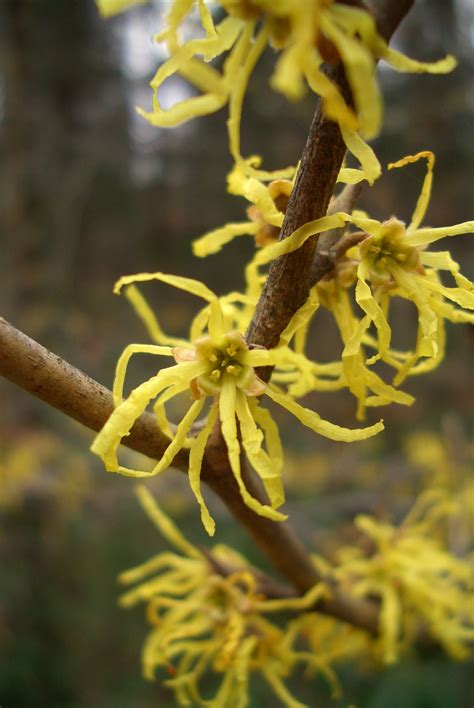 NATURE NORTHEAST: Witch Hazel (Hamamelis virginiana)