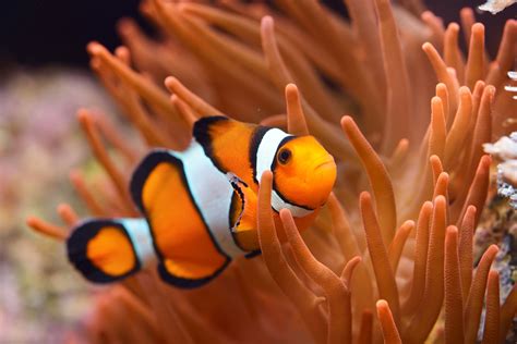 Facts About Clownfish | Live Science