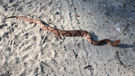 Baby copperhead snakes season in Upstate SC in August and September