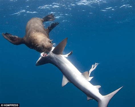 Killer Seals Are On The Loose & Taking Revenge on Sharks (Photos ...