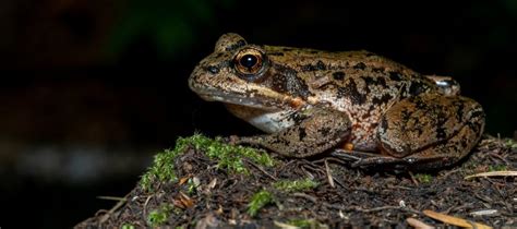 10 Most Endangered Amphibians On Earth