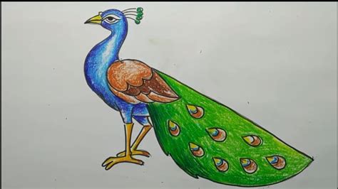 Beautiful Peacock Drawing Easy : You can draw a bird better, if you get ...