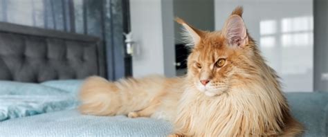 10 Large Cat Breeds with Even Bigger Personalities | Four Paws