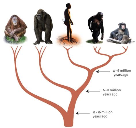 Milestones of Human Evolution from Paeontology & Bioinformatics