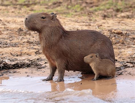 Brazil | Capybara with Pup