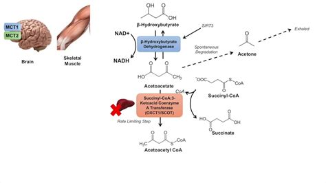 Ketone Body Metabolism | Ketolysis | Transport, Absorption and ...