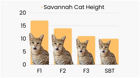 Savannah Cat Size