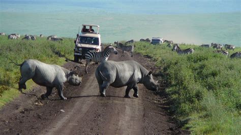 1 Day Ngorongoro Crater Safari