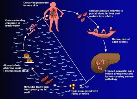 Life Cycle Of Schistosoma Mansoni In The Human Vascular System ...