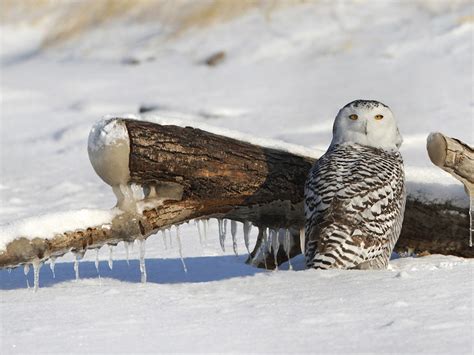 Snowy Owl Nest