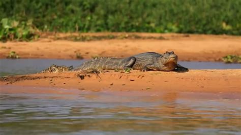 Jaguar hunting caiman - YouTube