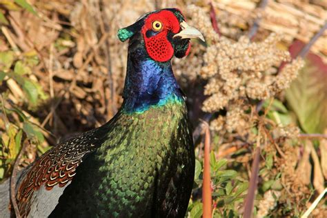 Green Pheasant - The National Bird of Japan | National bird of japan ...