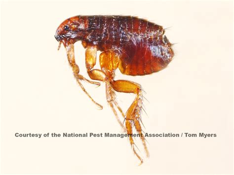 Fleas: Control, Extermination, & Prevention of Fleas in Home