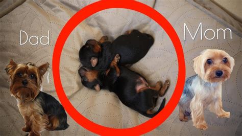 newborn yorkie puppies being born - In Akers