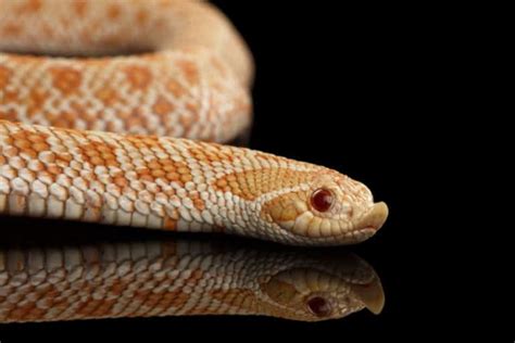 Hognose Snake Care Sheet: Diet, Habitat, and More | Critters Aplenty