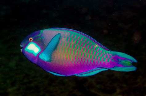 What Type Of Fish Is A Parrot Fish? Unveiling The Mystery