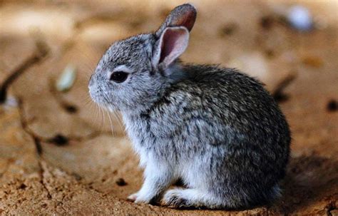 Volcano rabbit declared extinct due to lost habitat