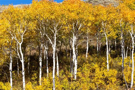 Paper Birch - Betula Papyrifera | Deciduous Trees | Cold Stream Farm