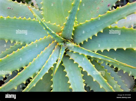 Agave plant. Island of El Hierro, Canary Islands, Spain. Flora & fauna ...