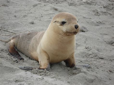 Pequeña bebé foca :: Imágenes y fotos