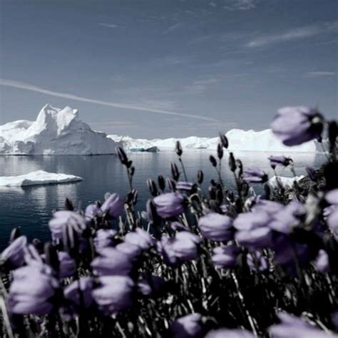 Flowers In The Arctic Series | Best Flower Site