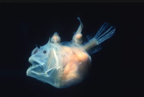 What Do Anglerfish Eat?