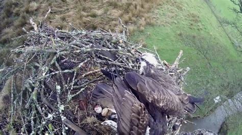 Bassenthwaite ospreys produce trio of eggs - BBC News