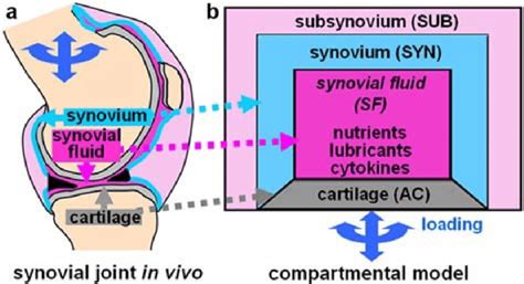 (a) Synovial joints composed of cartilage, synovium, and synovial ...