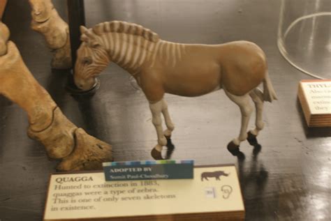 Quagga model | Grant Museum of Zoology | Nick Pope | Flickr