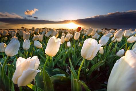 77 White Tulips Wallpaper Hd Picture - MyWeb